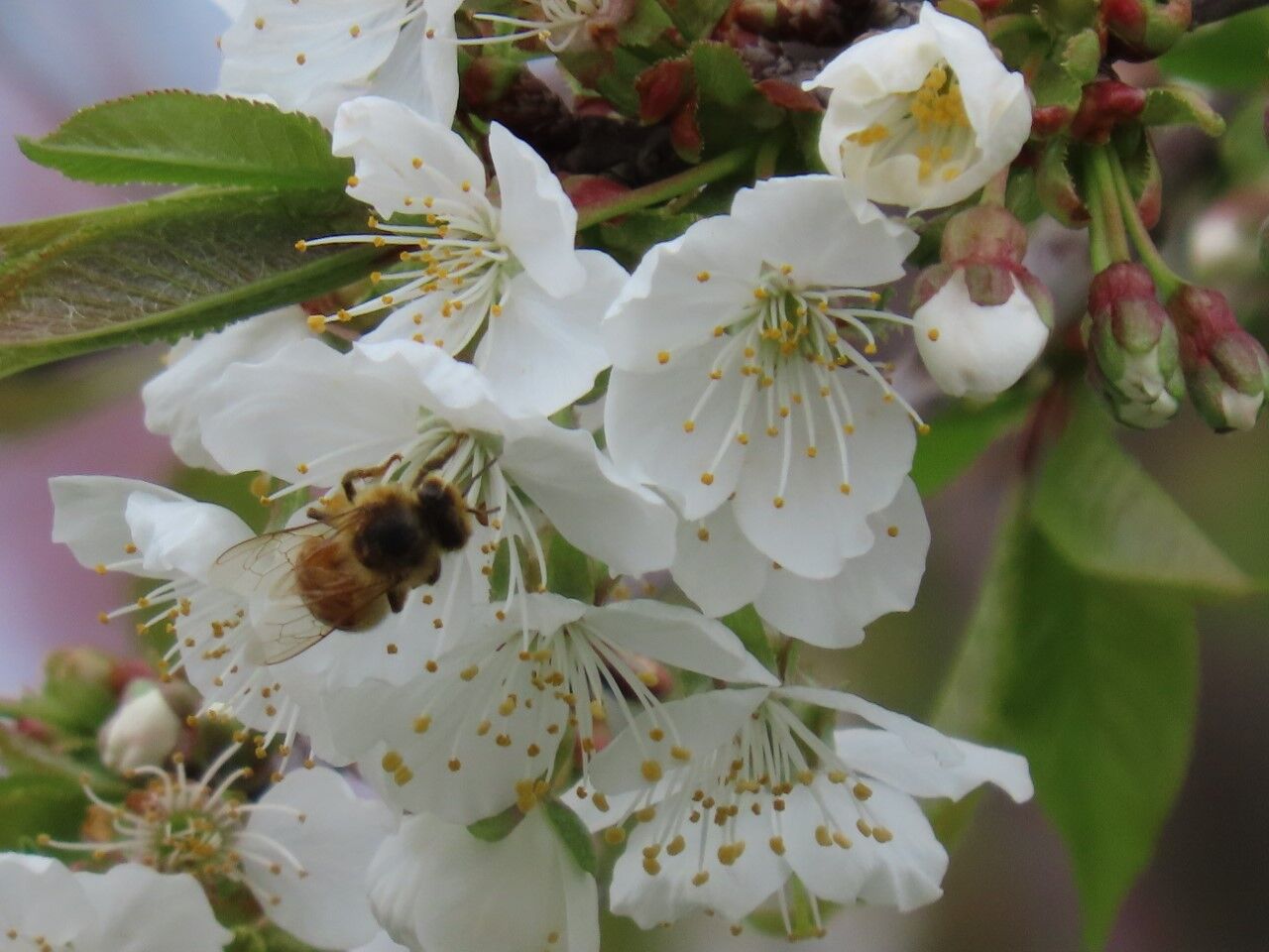 bees.jpg
